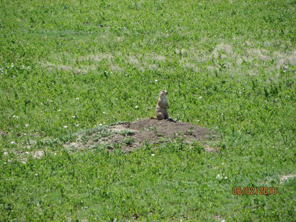 Quinn Road Prairie Dog Town in Badlands National Park