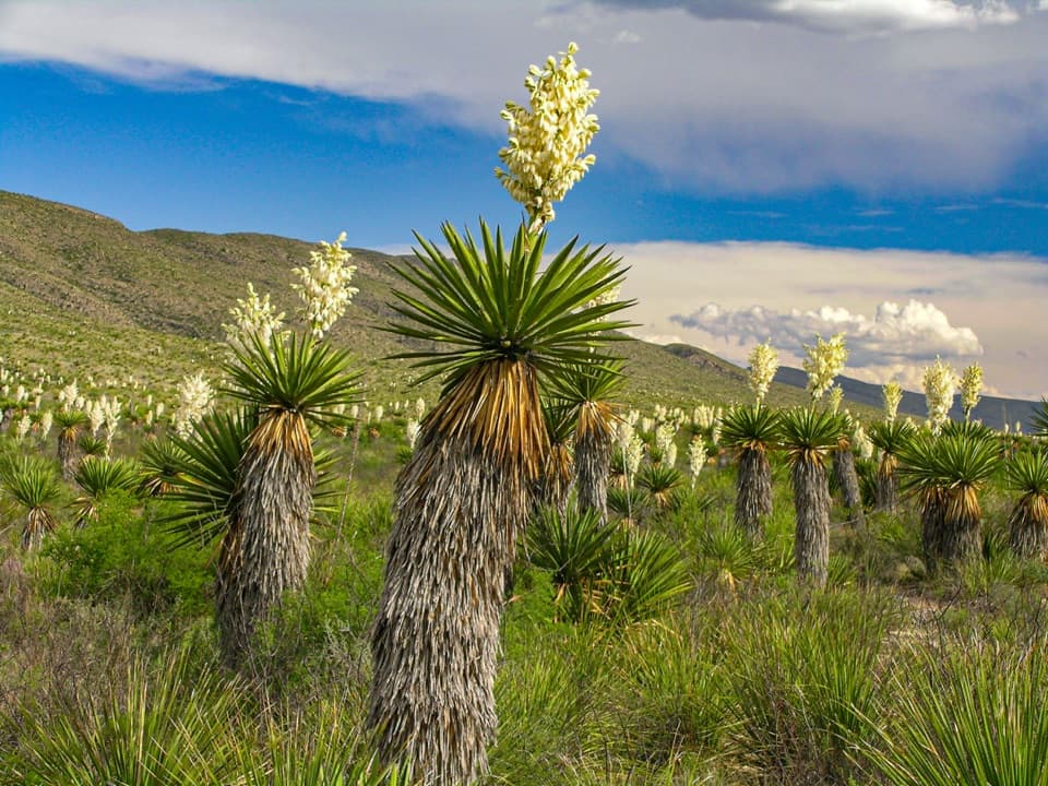 Dagger Flat Yucca Forest in Big Bend National Park