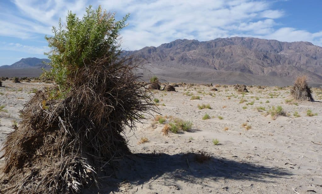 Devil's Cornfield in Death Valley National Park