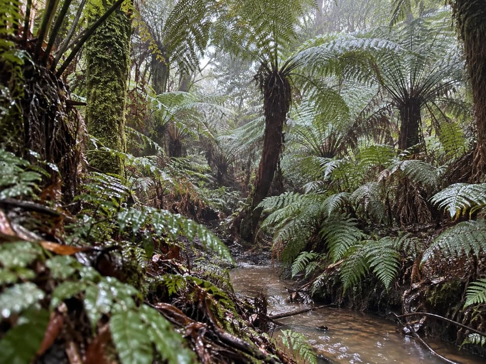 Maits Rest Rainforest Walk in Great Ocean Road