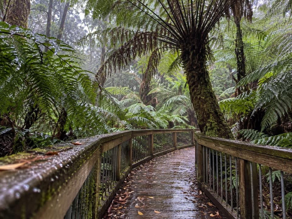 Maits Rest Rainforest Walk in Great Otway National Park