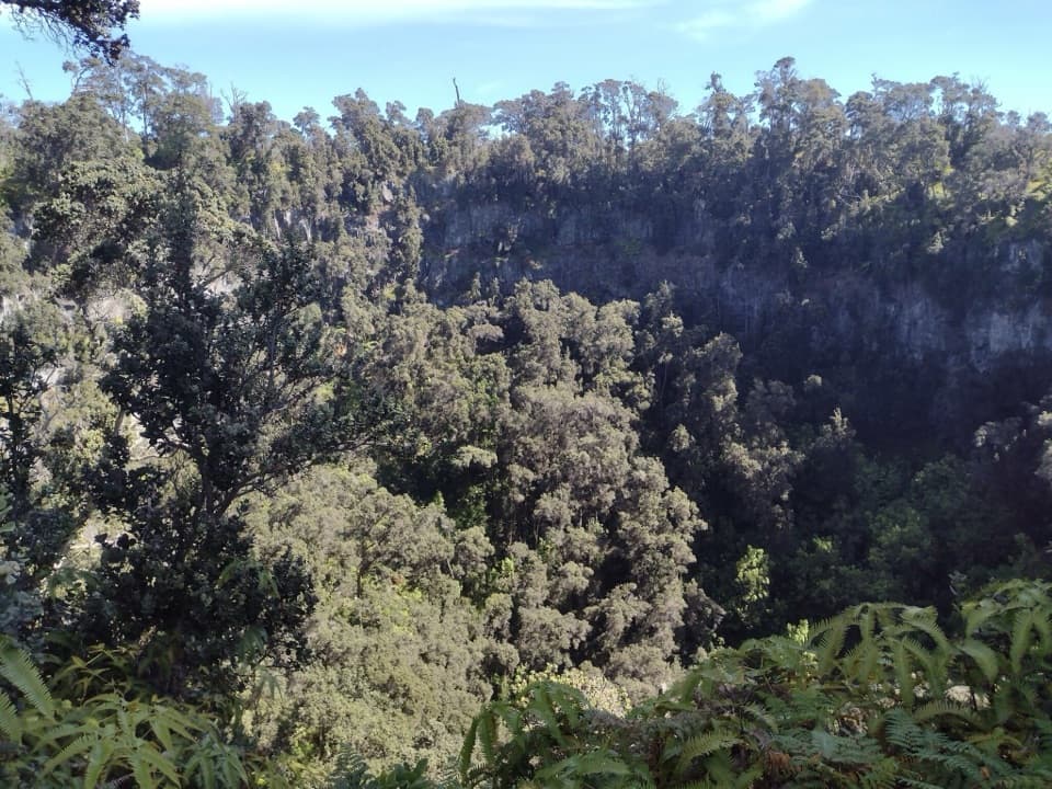 Forested Pit Crater in Hawaiʻi Volcanoes National Park