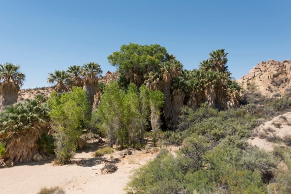 Cottonwood Spring in Joshua Tree National Park