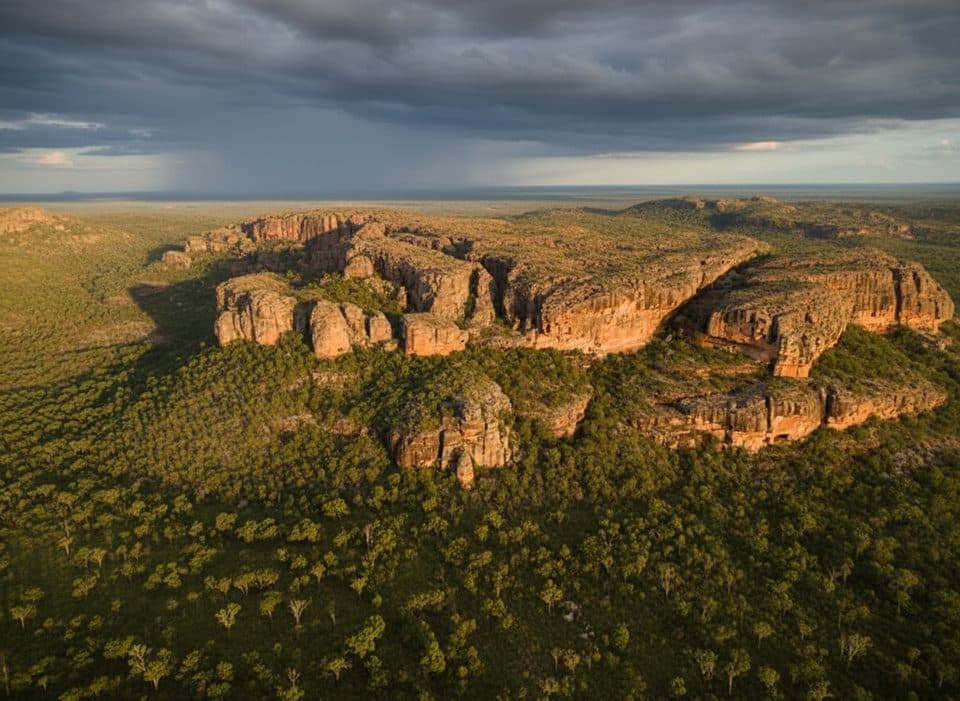 Puma in Kakadu National Park