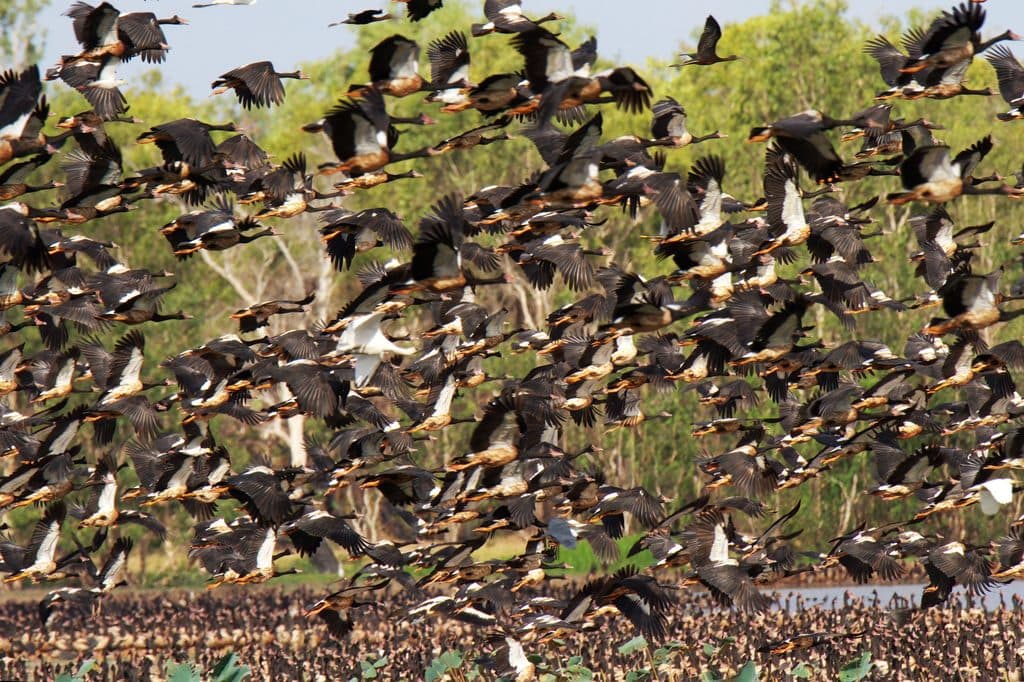 Mamukala Wetlands in Kakadu National Park