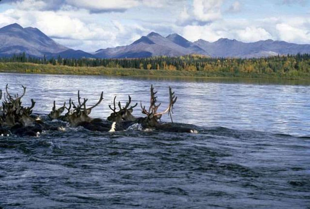 Kobuk River in Kobuk Valley National Park