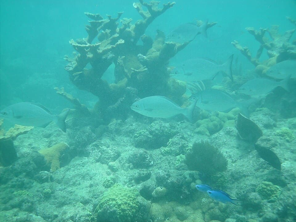 Looe Key Reef in Overseas Highway