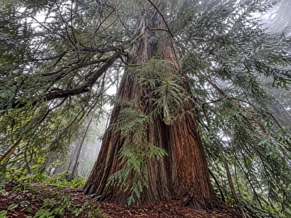 Colonial Tree in Pfeiffer Big Sur State Park
