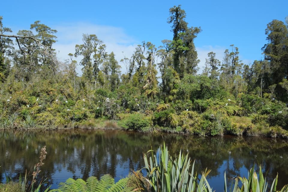 Waitangiroto White Heron Colony in Westland Tai Poutini National Park