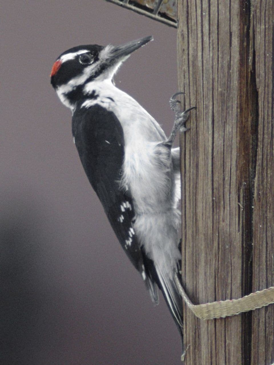 Where to see Hairy Woodpecker in Chiricahua in Chiricahua National Park