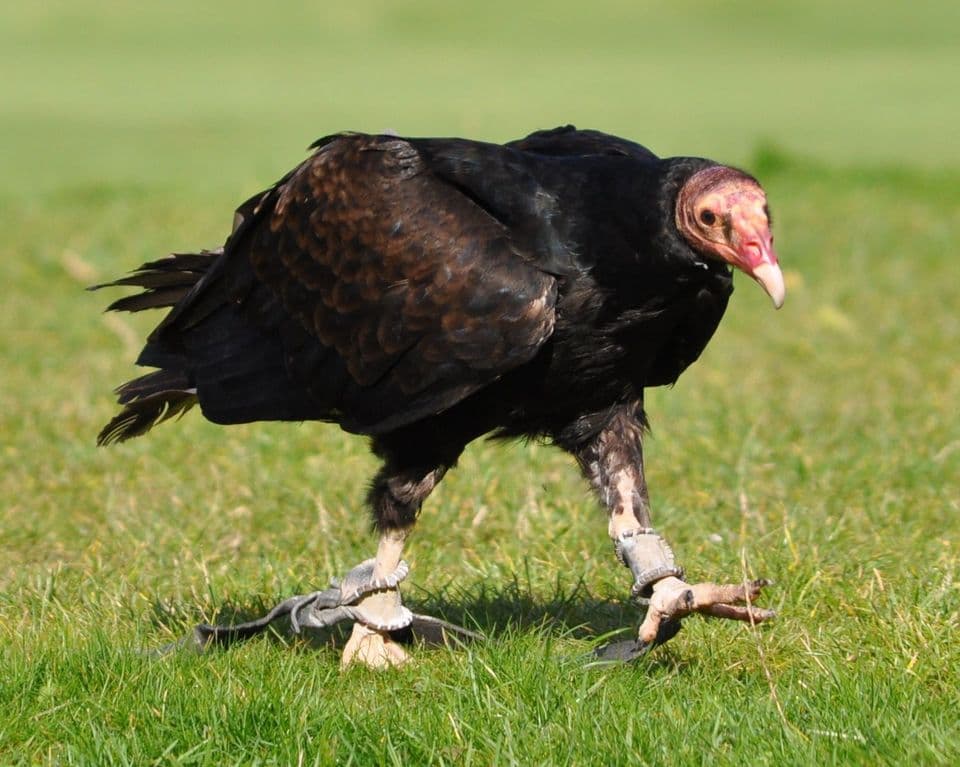 Where to see Turkey Vulture in Chiricahua in Chiricahua National Park