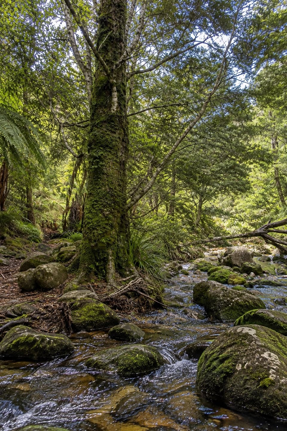 Tinline Bay Nature Walk in Abel Tasman National Park