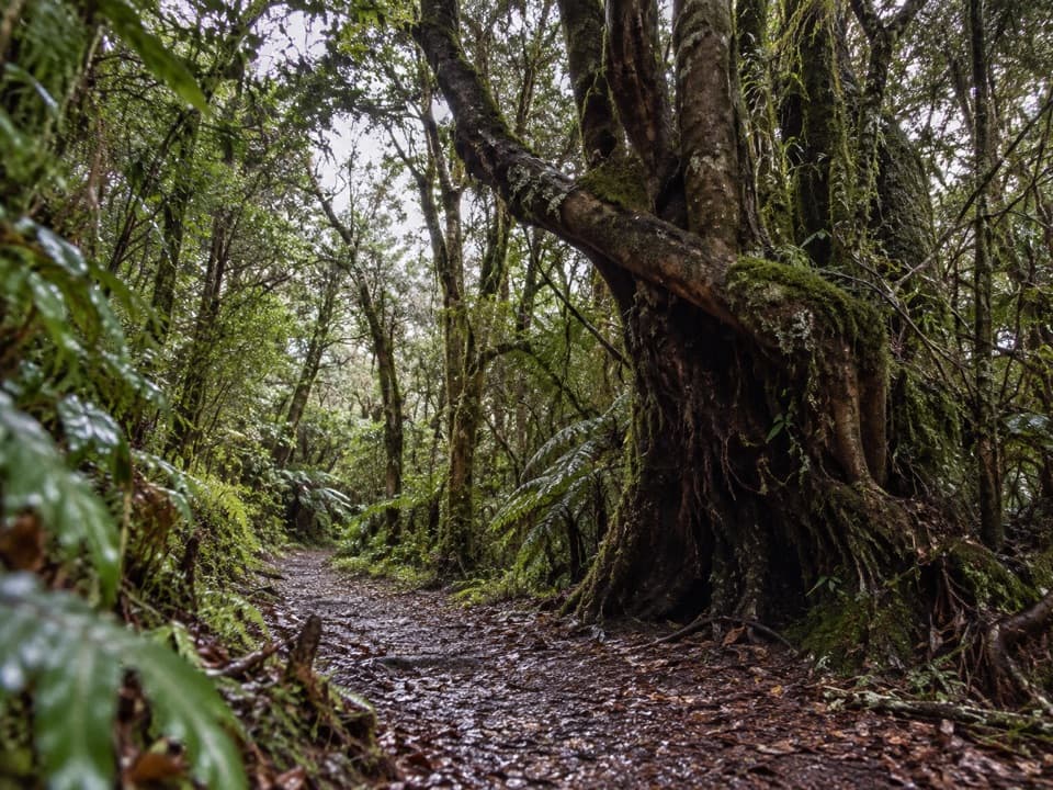 Ngarimu Walking Track in Arthur's Pass National Park