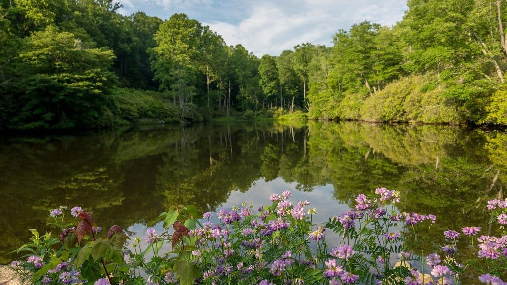 Sims Pond Loop Trail in Blue Ridge Parkway