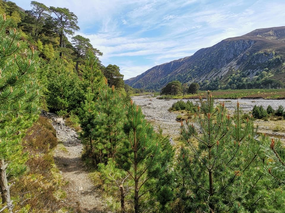 Glen Feshie Drove Road in Cairngorms National Park