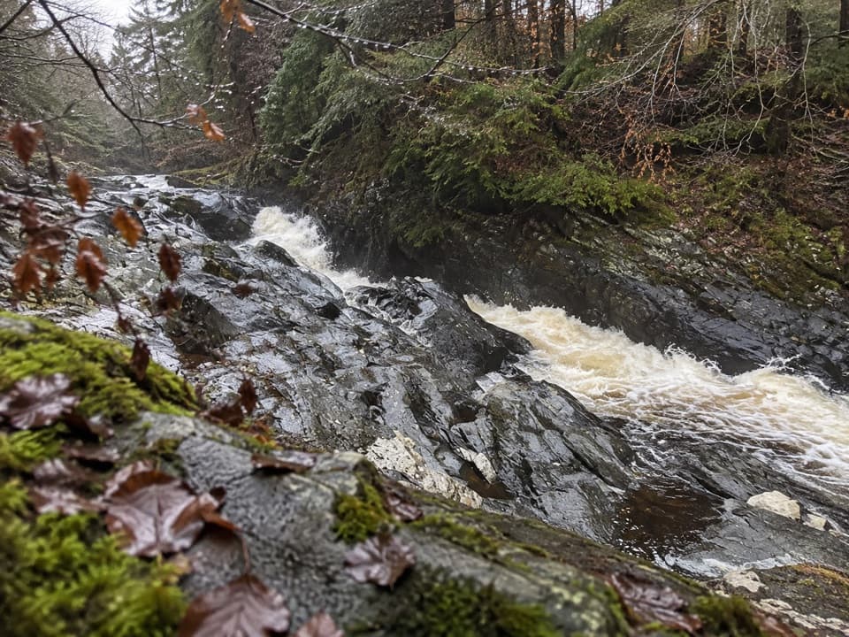 Red Squirrel Walk in Cairngorms National Park