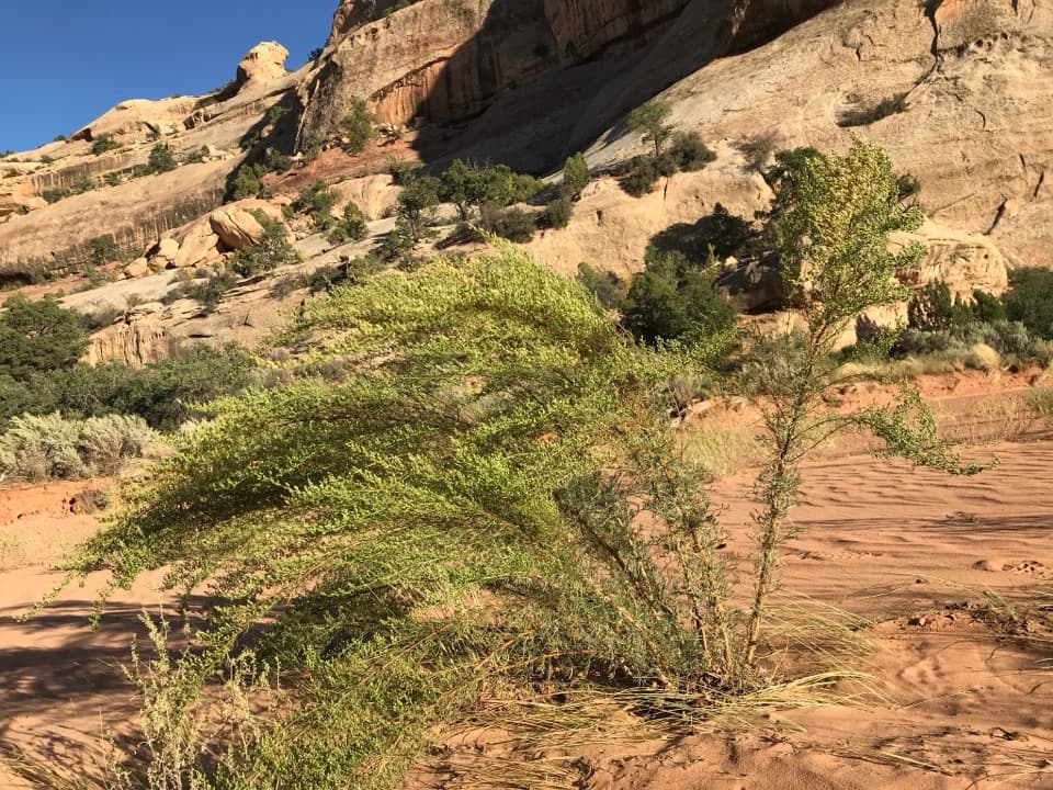 Upper Davis Canyon Trail in Canyonlands National Park