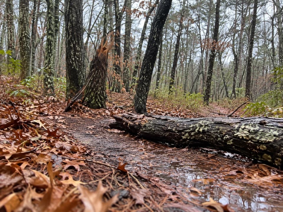 Around Dyer Pond Loop in Cape Cod National Seashore
