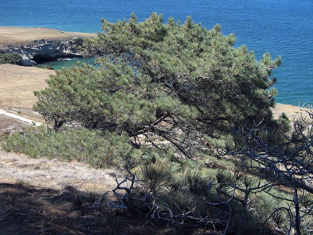 Torrey Pines Grove Loop in Channel Islands National Park