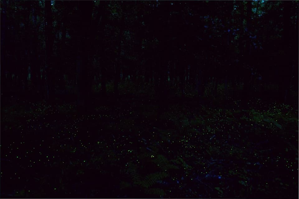Firefly Trail in Congaree National Park