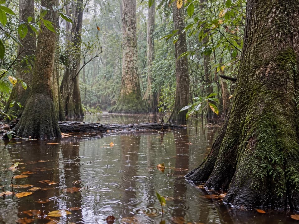 Oakridge Trail in Congaree National Park