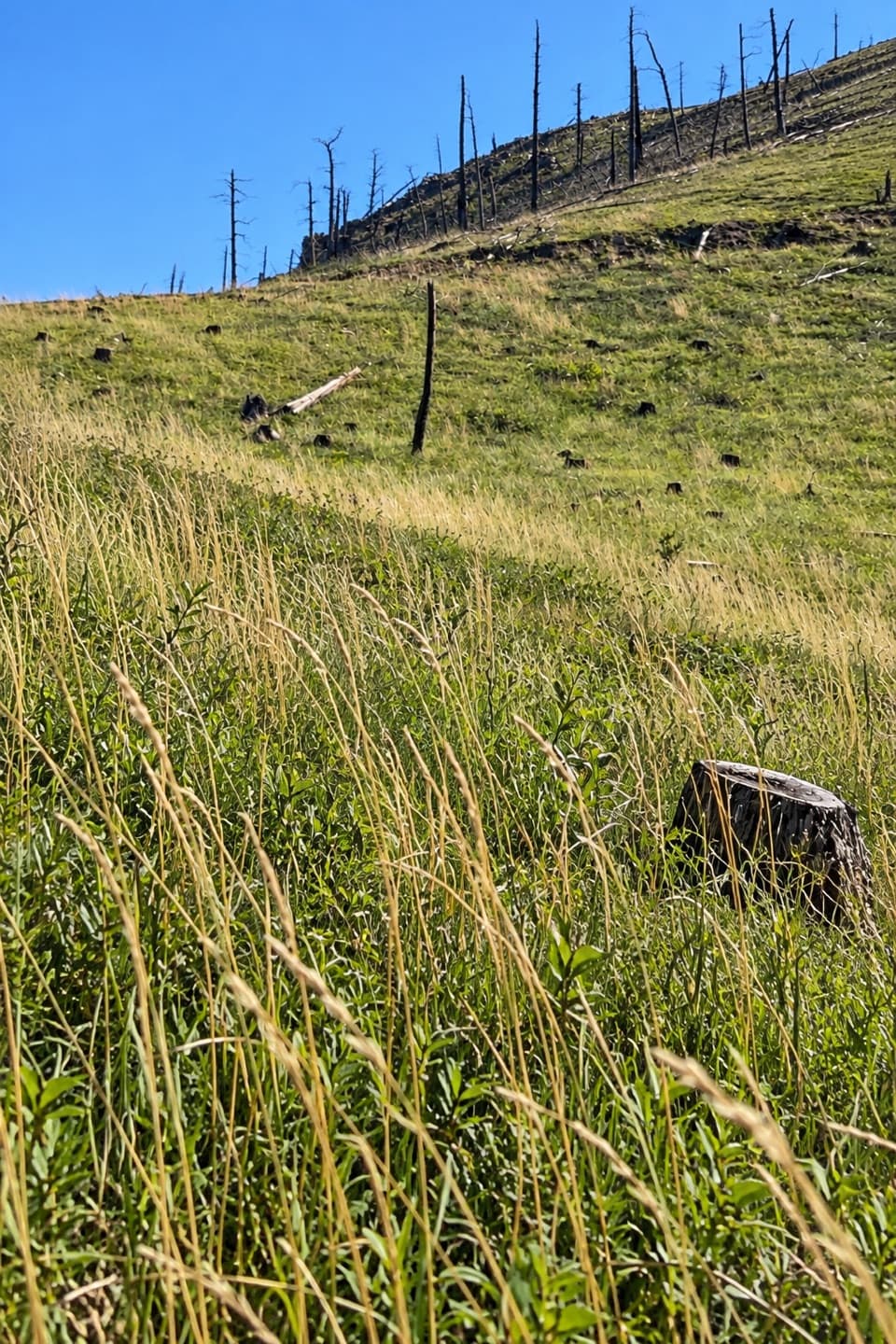 Rimrock Trail in Custer State Park