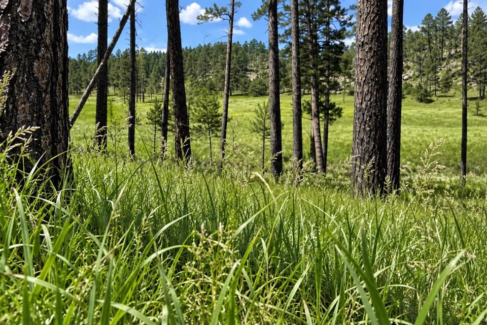 2 Hour Trail Loop in Custer State Park