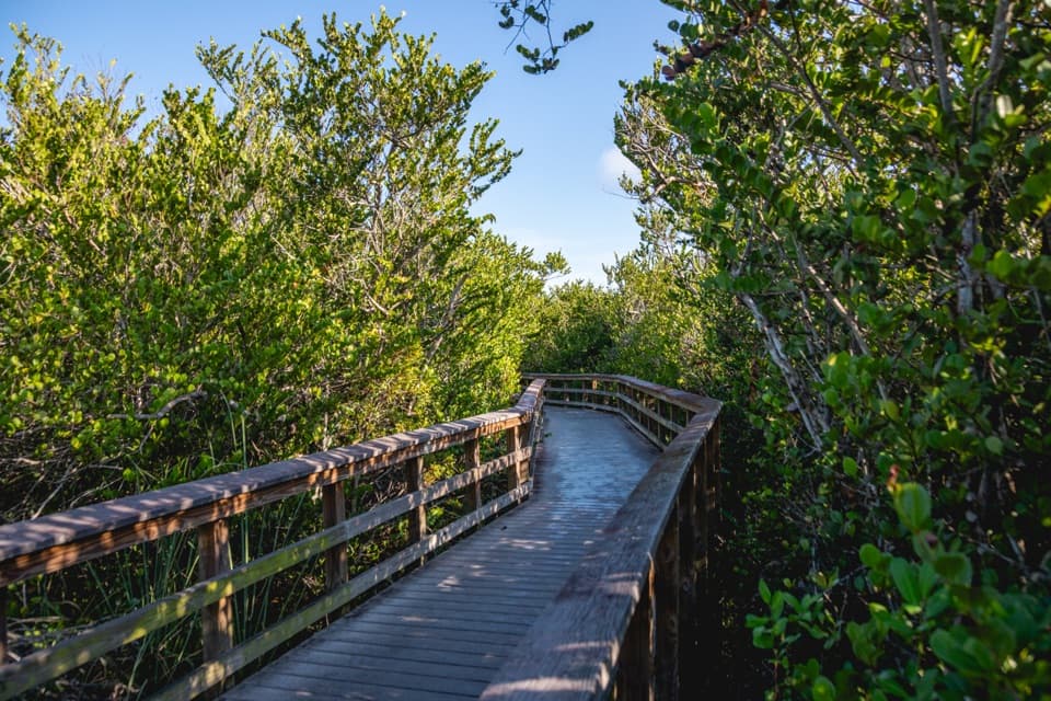 Bobcat Boardwalk Trail in Everglades National Park