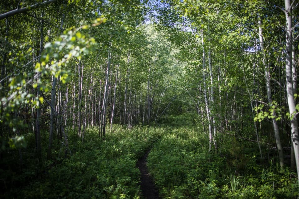 Forest and Fire Nature Trail in Glacier National Park