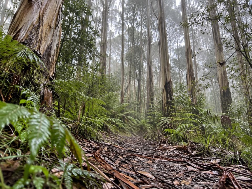 Lemonade Creek Track in Great Ocean Road