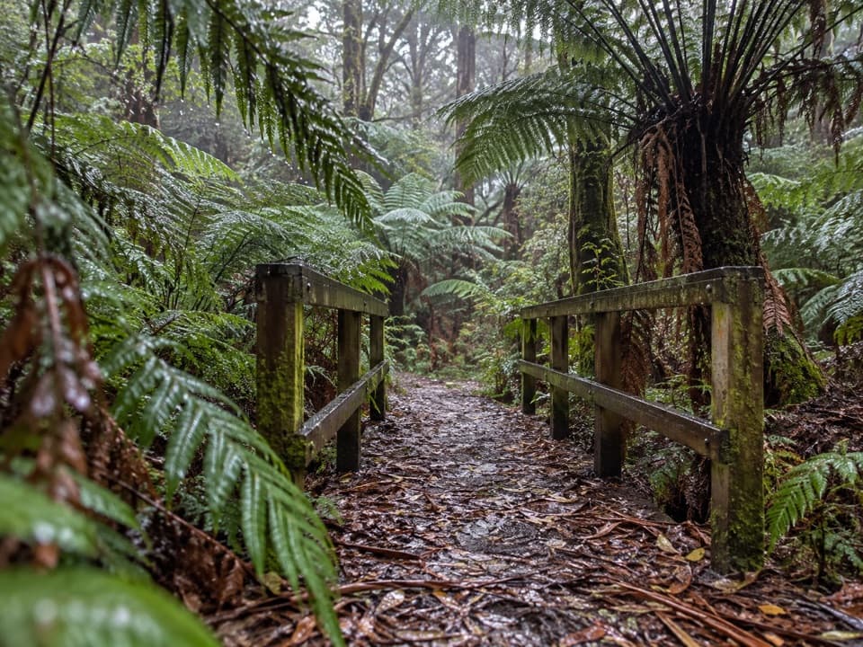 Fern Gully Walk in Great Ocean Road