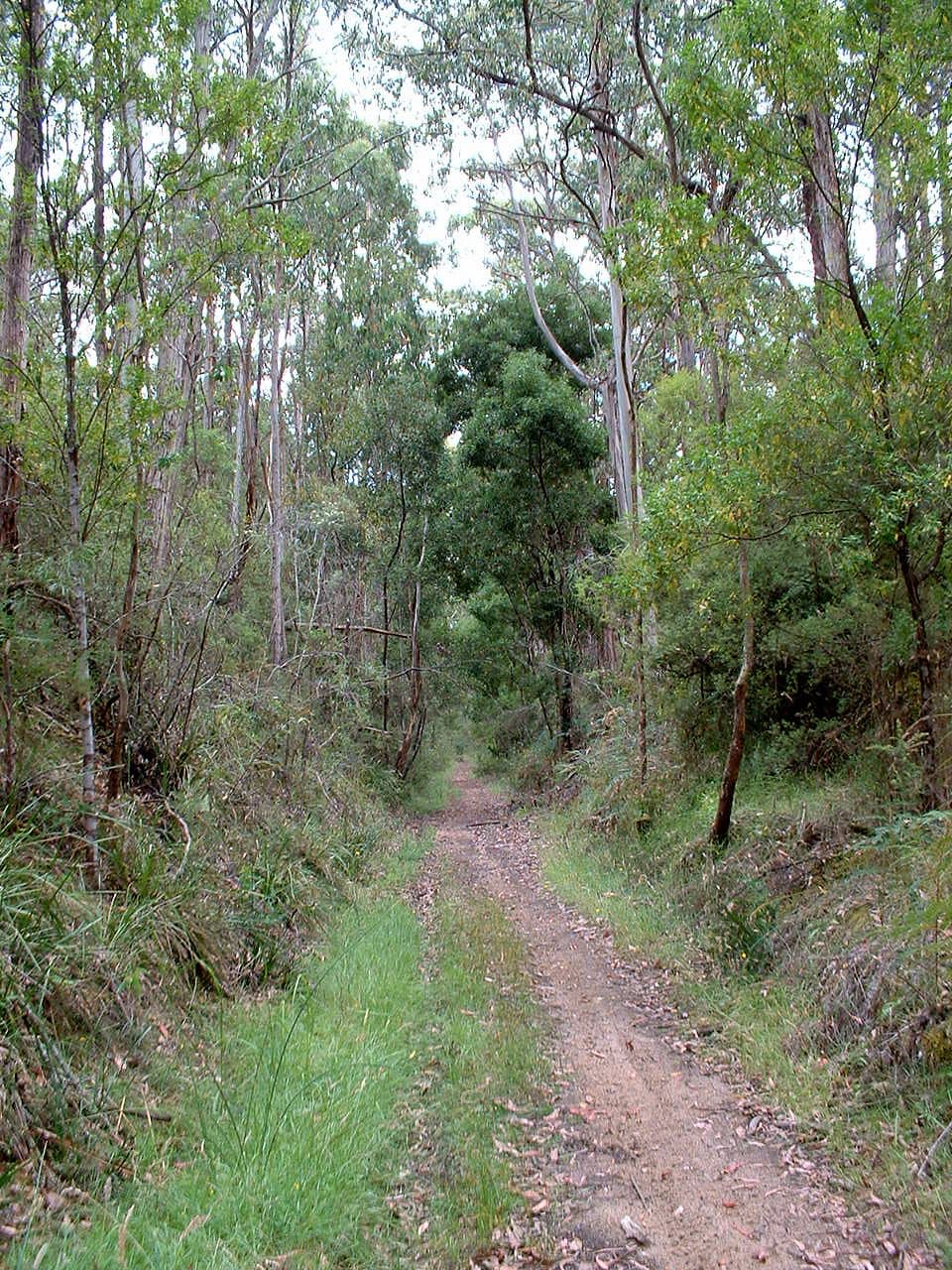 Old Beechy Rail Trail in Great Ocean Road