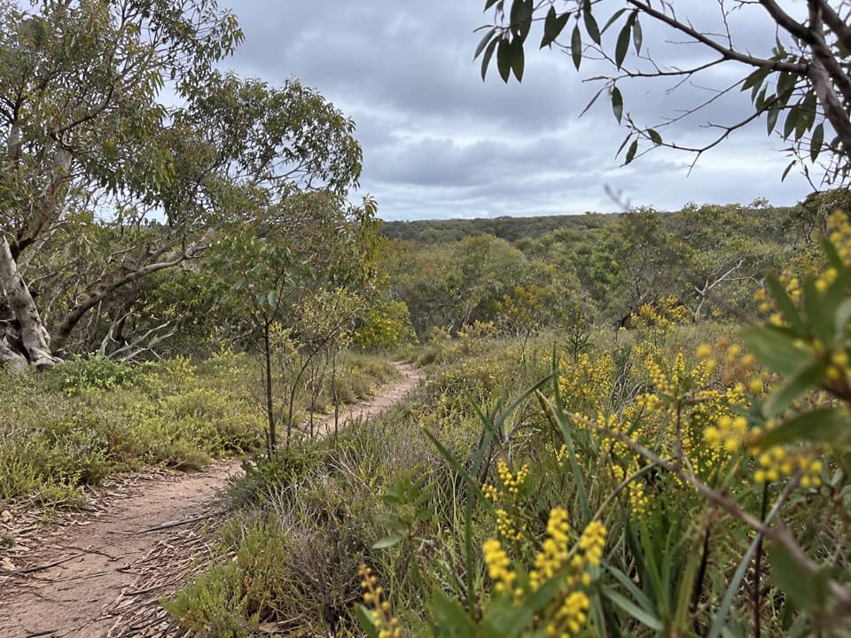 Anglesea Perimeter Walk in Great Otway National Park