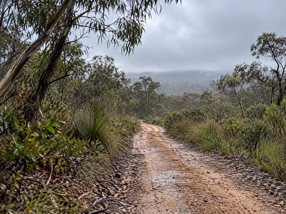 Haggarts–Allardyce Tracks in Great Otway National Park