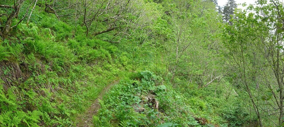 Balsam Mountain Trail in Great Smoky Mountains National Park