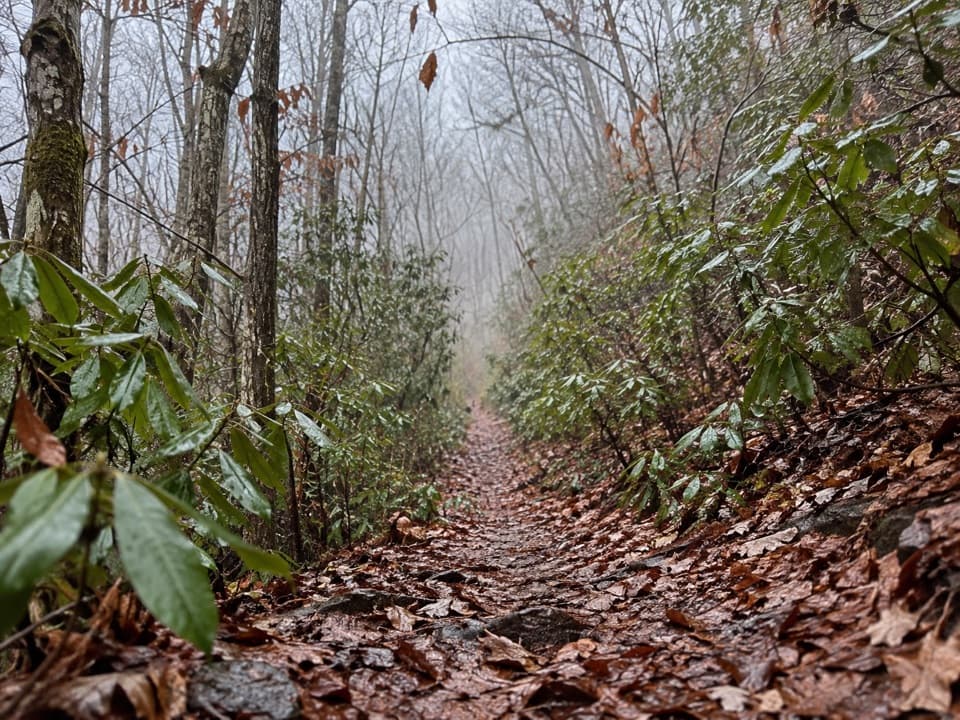 Bear Creek Trail in Great Smoky Mountains National Park