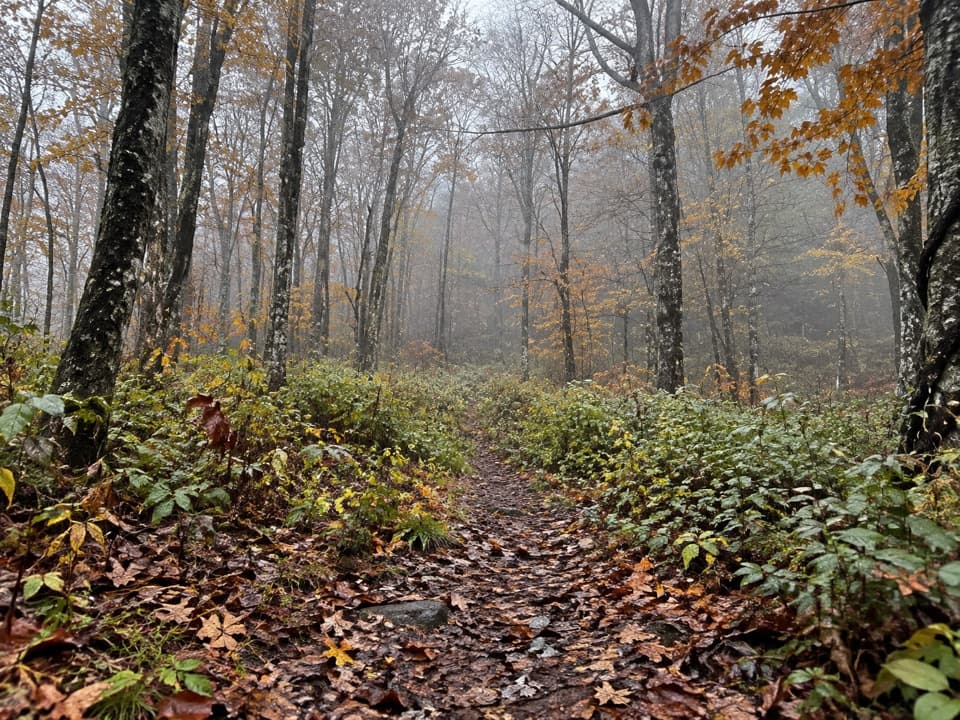 Beech Gap I Trail in Great Smoky Mountains National Park
