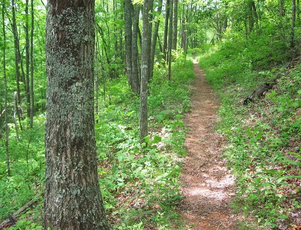 Roundtop Trail in Great Smoky Mountains National Park