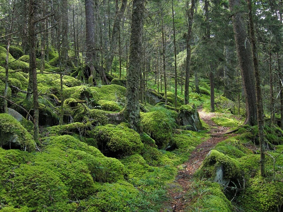 Benton MacKaye Trail in Great Smoky Mountains National Park