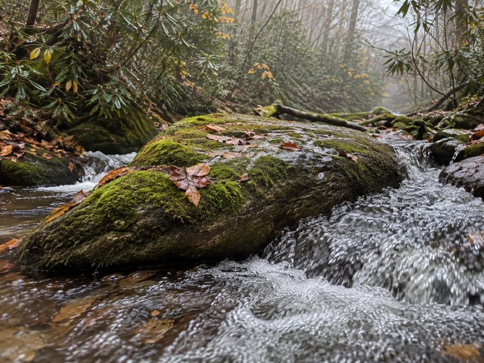 Anthony Creek Trail in Great Smoky Mountains National Park