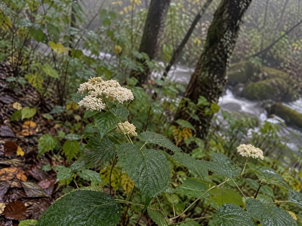 Greenbrier Ridge Trail in Great Smoky Mountains National Park