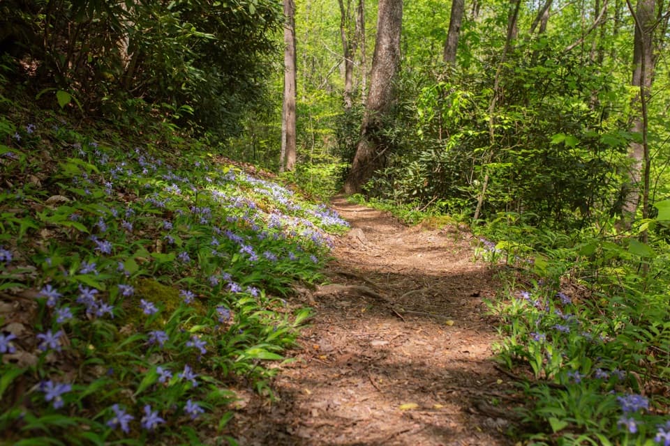 Finley Cane, Bote Mountain and Lead Cove Loop in Great Smoky Mountains National Park