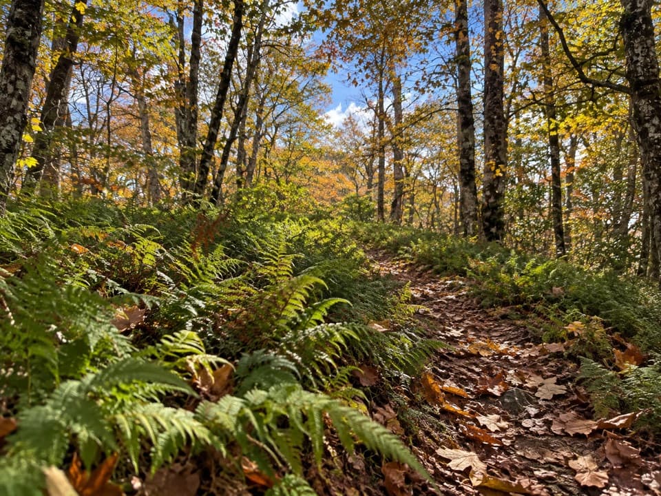 Welch Ridge Trail in Great Smoky Mountains National Park
