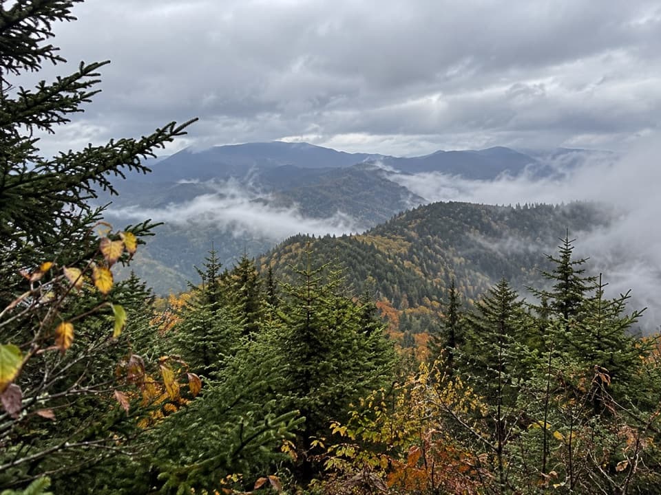 Martins Gap Trail in Great Smoky Mountains National Park