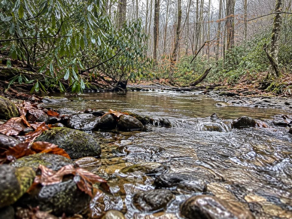 Cane Creek Trail in Great Smoky Mountains National Park