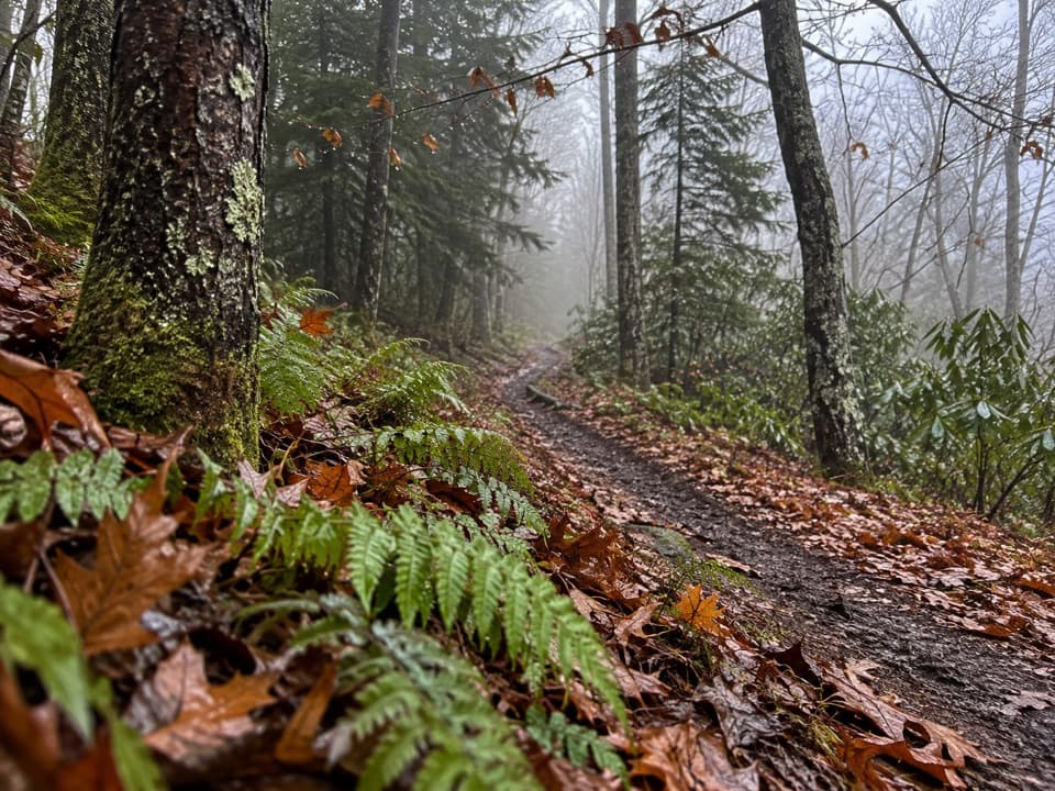 Hughes Ridge Trail in Great Smoky Mountains National Park
