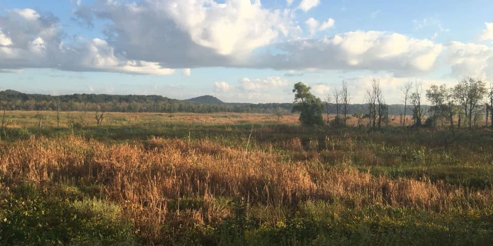 Cowles Bog Trail in Indiana Dunes National Park