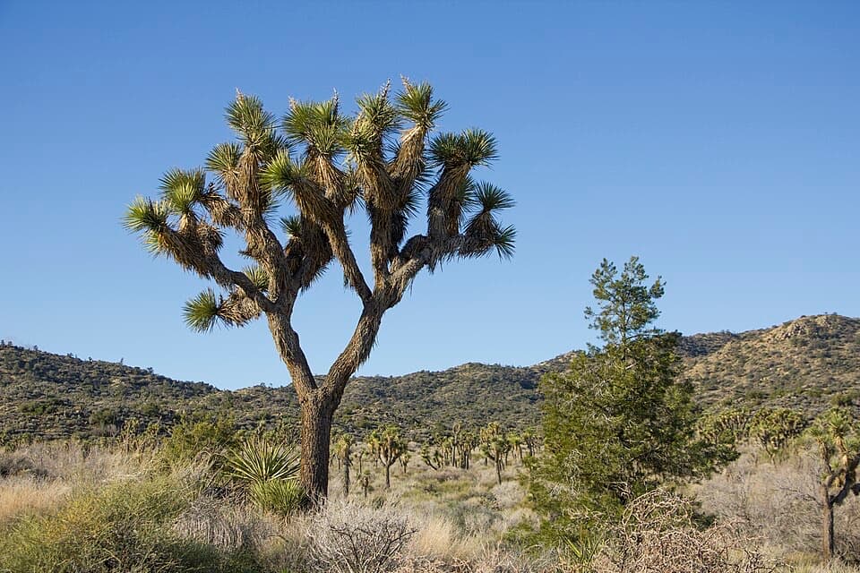 Short Loop Trail in Joshua Tree National Park