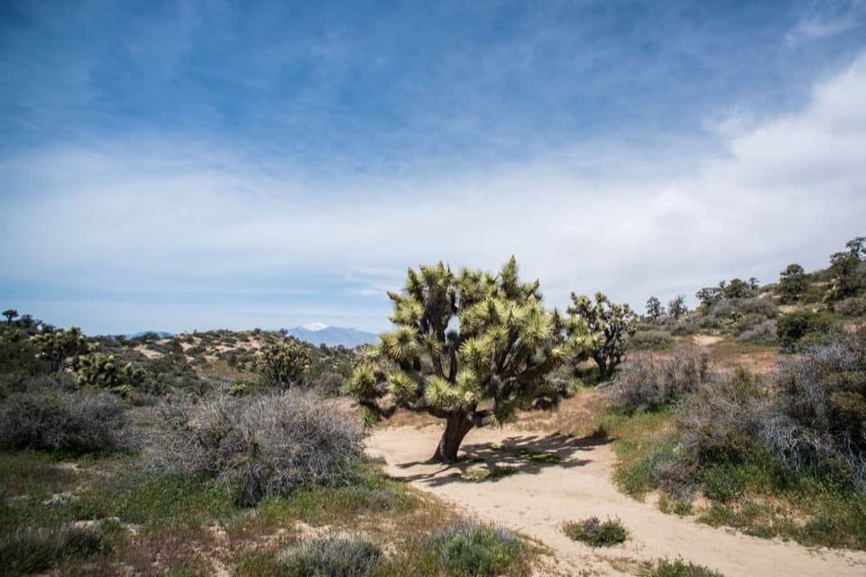 Panorama Loop Trail in Joshua Tree National Park