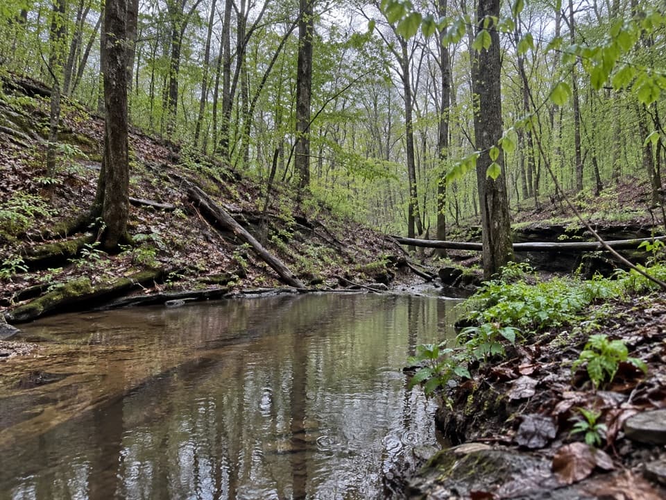 First Creek Trail, McCoy Hollow Trail and Wet Prong Trail Loop in Mammoth Cave National Park